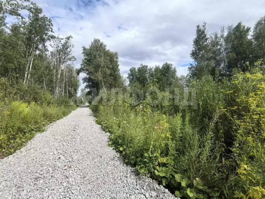 Участок в Новосибирск, СНТ Золотая Горка, 1-я аллея (12 м) - Фото 1