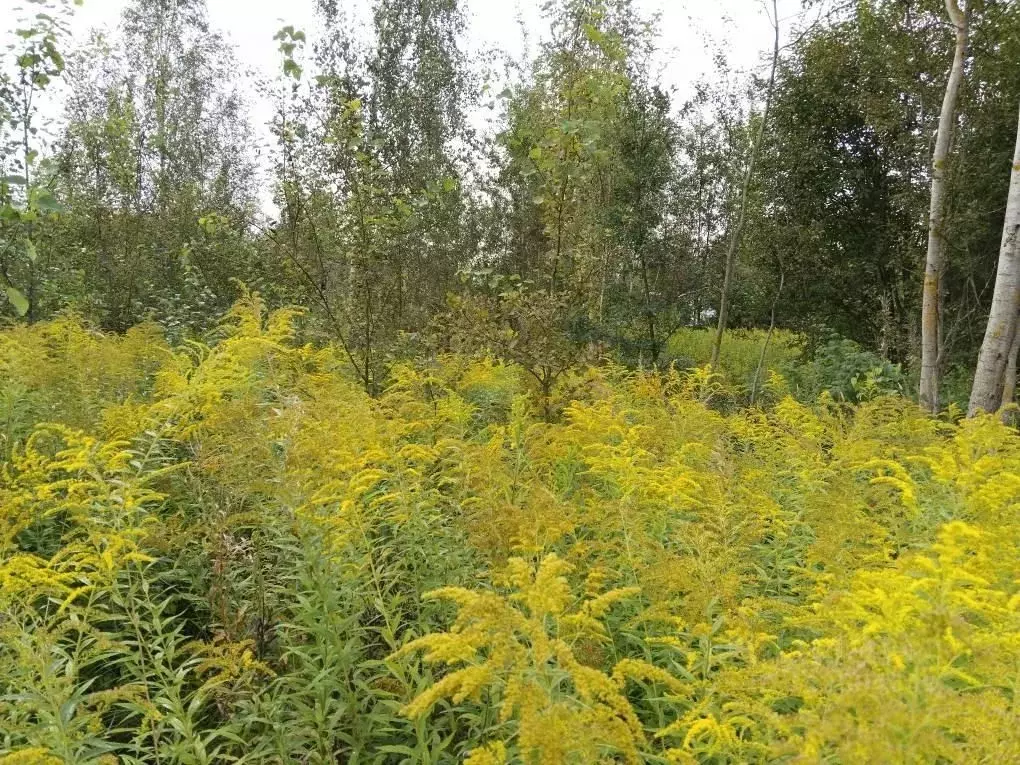 Участок в Московская область, Орехово-Зуевский городской округ, пос. ... - Фото 1