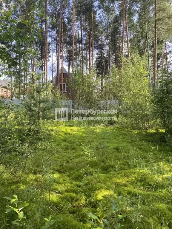 Участок в Ленинградская область, Всеволожский район, Агалатовское ... - Фото 1
