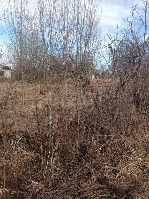 Участок в село Толмачево, СДТ Калинка (6.54 м) - Фото 2