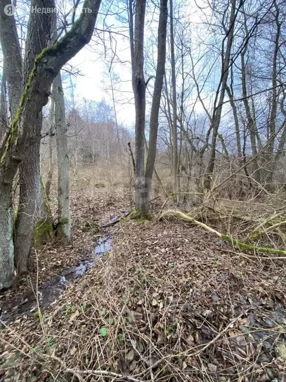 Участок в Калининградская область, Зеленоградский муниципальный округ, ... - Фото 1
