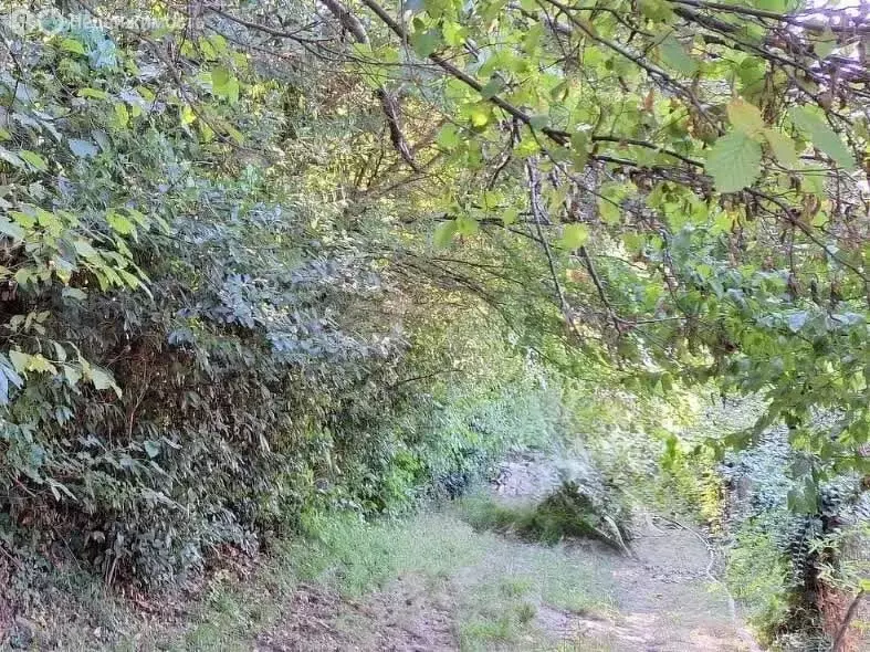 Участок в Краснодарский край, городской округ Сочи, село Каткова Щель ... - Фото 1