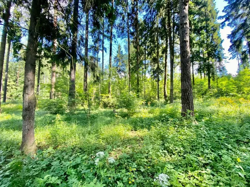 Участок 1,23 га (ИЖС) - Фото 0
