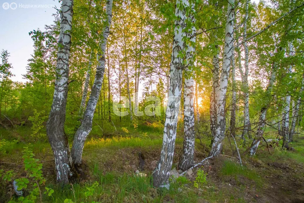 Участок в Новосибирск, НСТ Ветеран квартал I-II (4.9 м) - Фото 0