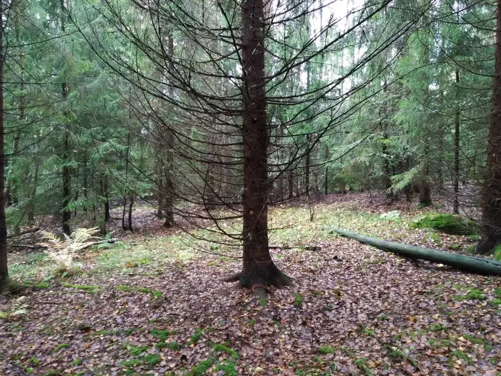 Участок в Владимирская область, Судогодский район, д. Овцыно  (635.0 ... - Фото 1
