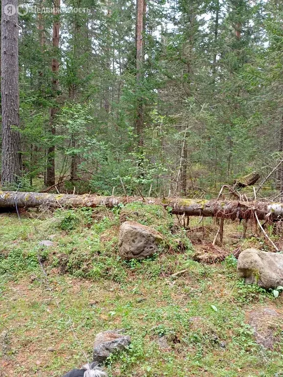 Участок в Турочакский район, село Усть-Пыжа (8 м) - Фото 1