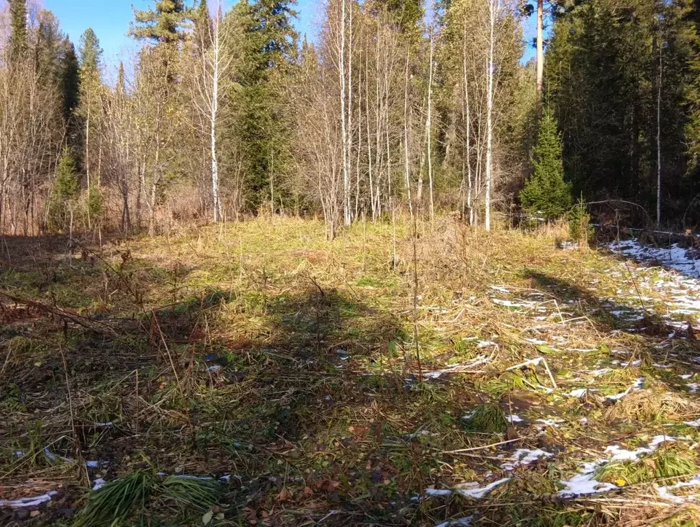 Участок в Алтай, Турочакский район, с. Артыбаш Телецкая ул. (50.0 ... - Фото 1