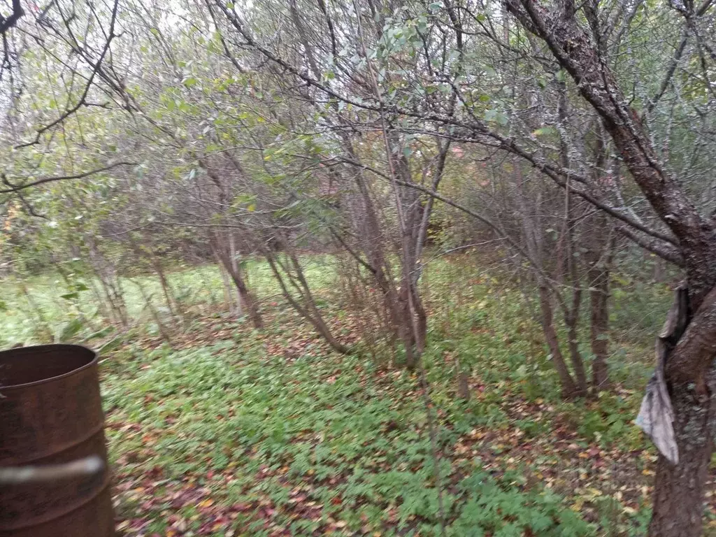 Участок в Московская область, Можайский городской округ, д. Павлищево  ... - Фото 0