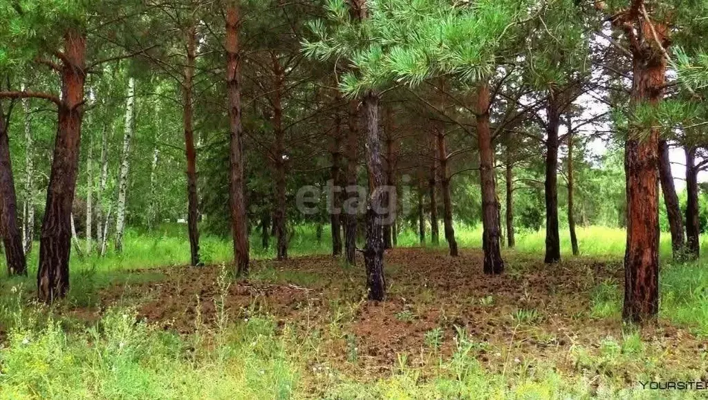 Участок в Воронежская область, Новоусманский район, ... - Фото 1