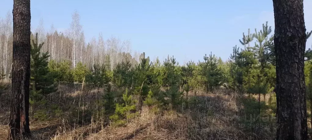 Участок в Липецкая область, Добровский муниципальный округ, с. Лебяжье ... - Фото 0