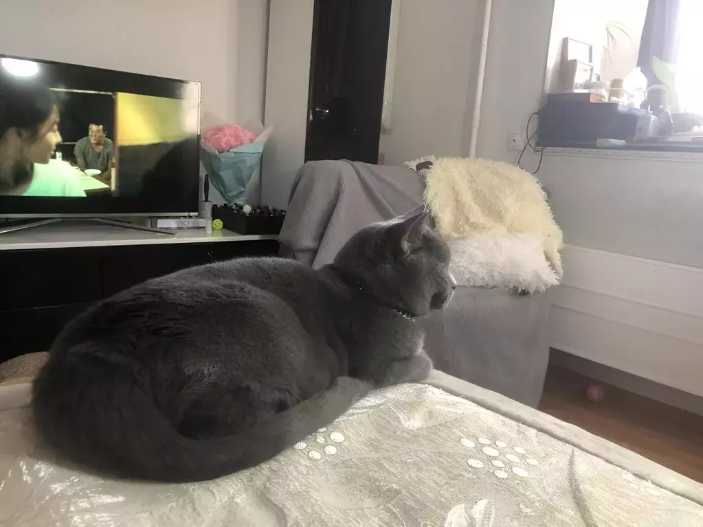 1-к кв. Московская область, Пушкинский городской округ, с. Ельдигино, ... - Фото 1