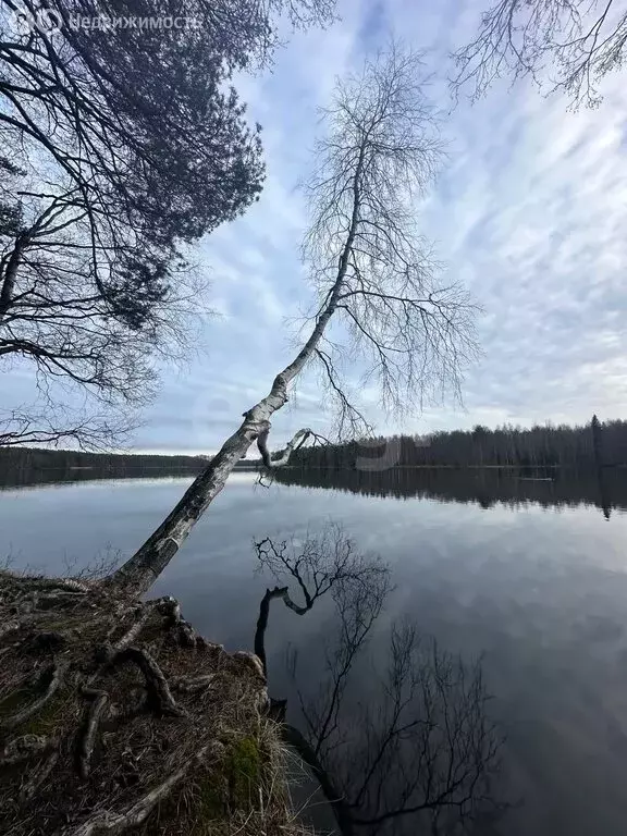 Участок в Сосновское сельское поселение, дачный потребительский ... - Фото 2