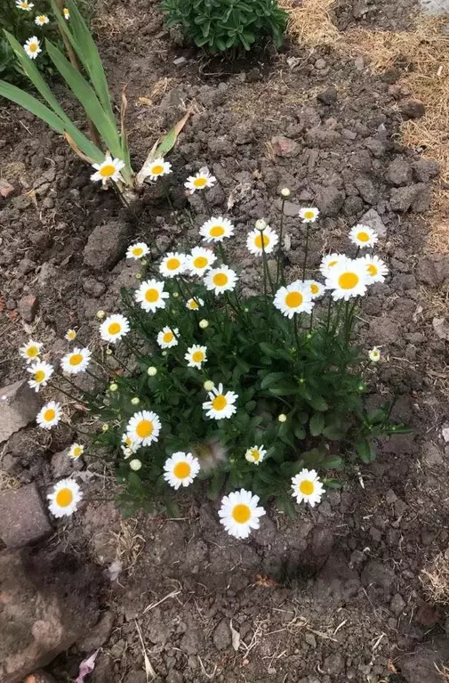 Участок в Ростовская область, Ростов-на-Дону Державинский пер., 9 (5.0 ... - Фото 2