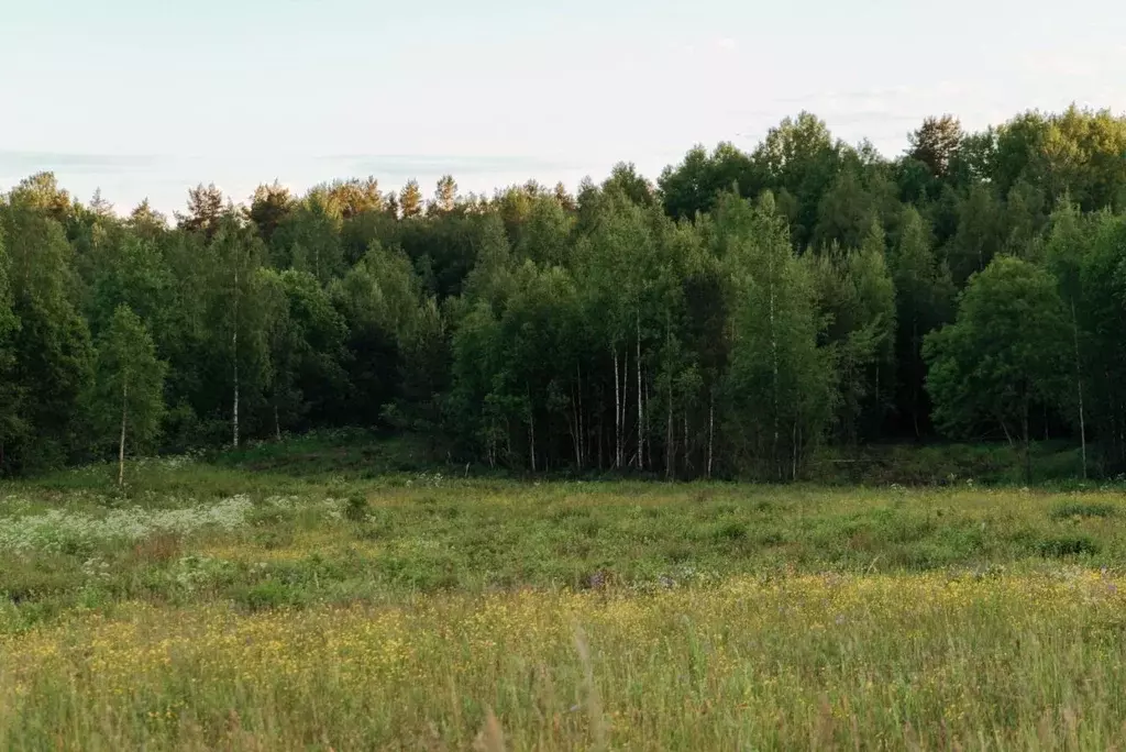 Участок в Ленинградская область, Всеволожский район, Лесколовское ... - Фото 1