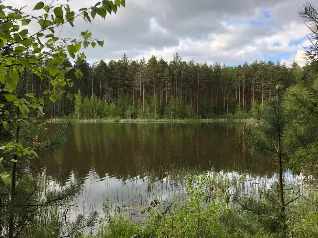 Участок в Орловская область, Хотынецкий район, Ильинское с/пос, д. ... - Фото 0