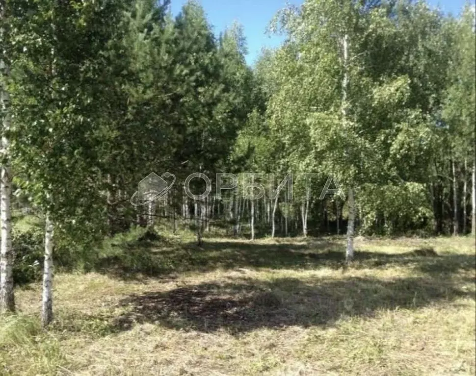 Участок в Тюменская область, Тюмень Велижанский тракт, 7-й км, 8 (6.8 ... - Фото 1