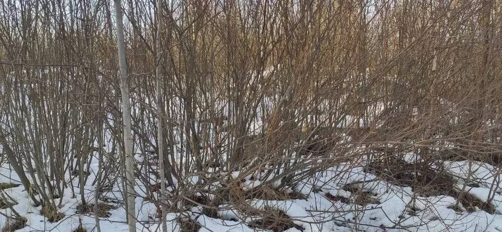 Участок в Московская область, Талдомский городской округ, Запрудня рп ... - Фото 1