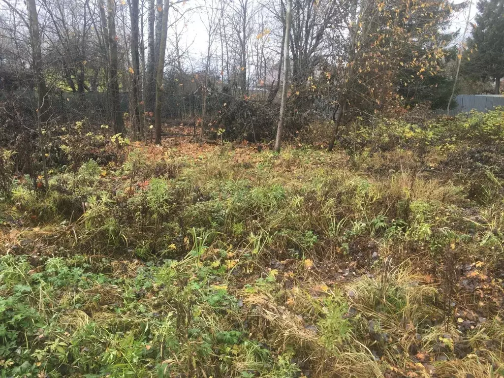 Участок в Московская область, Пушкинский городской округ, Софрино пгт ... - Фото 1