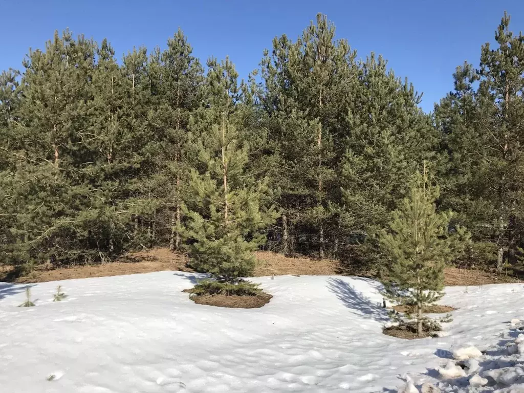 Участок в Псковская область, Палкинская волость, д. Костыгово  (210.0 ... - Фото 1