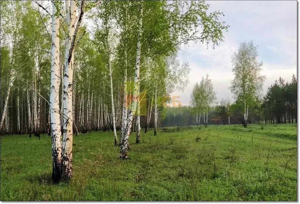 Участок в Омская область, Омский район, с. Надеждино, Березовый Стан ... - Фото 2