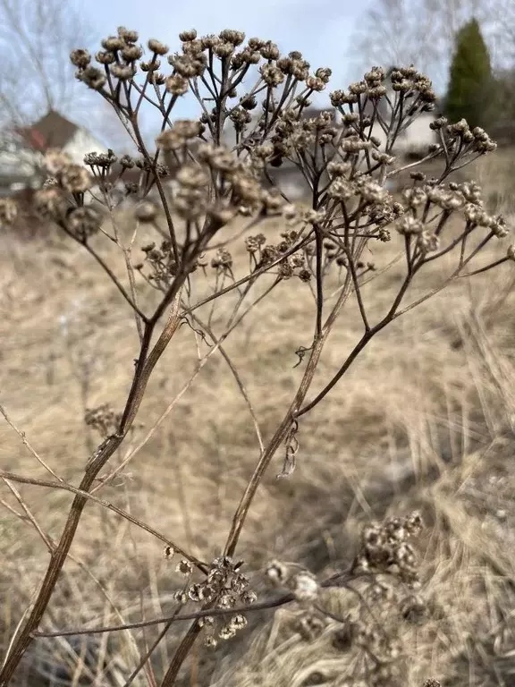 Участок в Ленинградская область, Коммунар г. Гатчинский муниципальный ... - Фото 2
