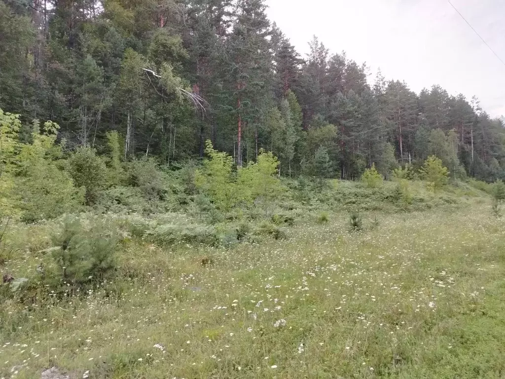 Участок в Алтай, Чемальский район, с. Чепош Трактовая ул. (50.0 сот.) - Фото 1