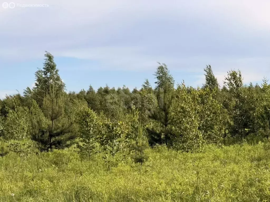 Участок в деревня Берёзовка, садоводческое товарищество Берёзовское ... - Фото 1