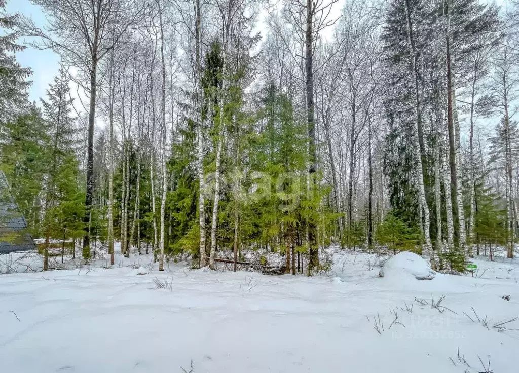Участок в Ленинградская область, Всеволожский район, Токсовское ... - Фото 1