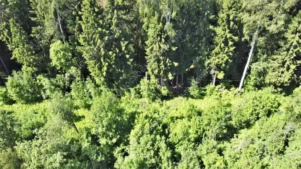 Участок в Московская область, Солнечногорск городской округ, СНТ ... - Фото 1