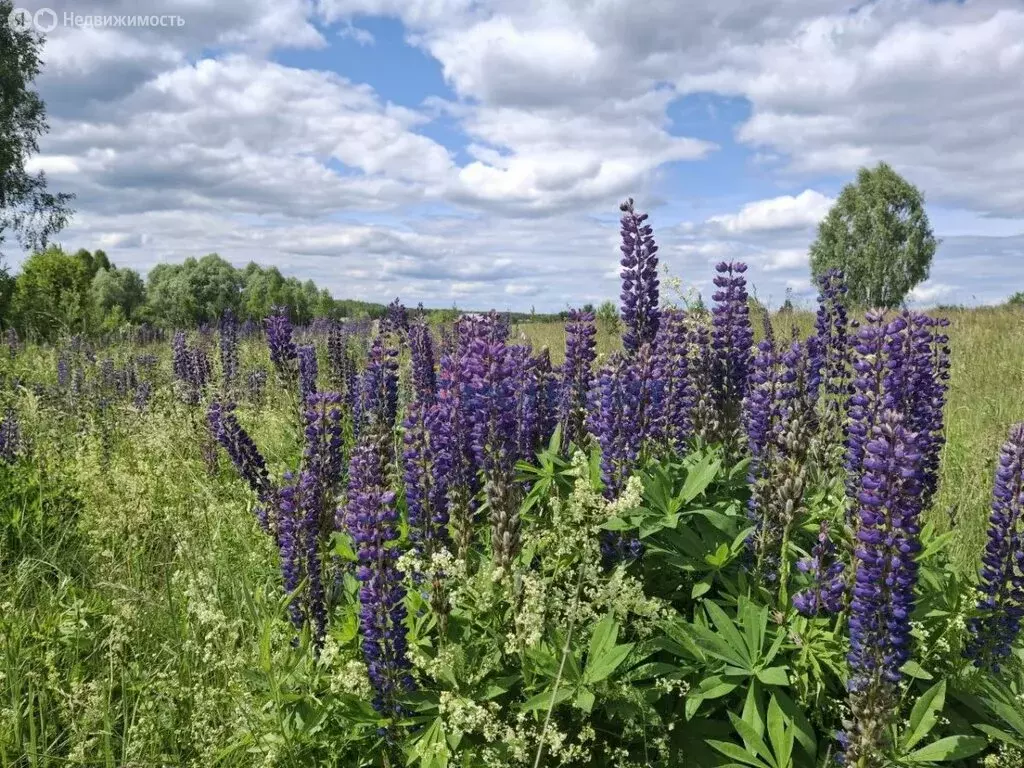 Участок в Нижегородская область, городской округ Арзамас, село ... - Фото 0