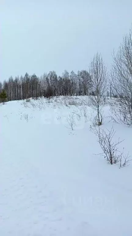 Участок в Алтай, Майминский район, пос. Алферово ул. С.И. Дворникова, ... - Фото 2