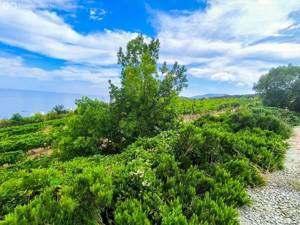 Участок в село Малый Маяк, Виноградная улица (9.02 м) - Фото 0