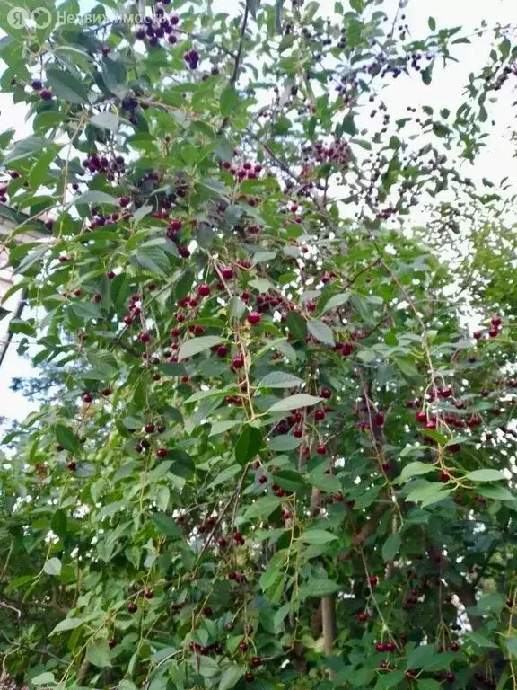 Дом в Волгоград, садоводческое некоммерческое товарищество Берёзка, 21 ... - Фото 1