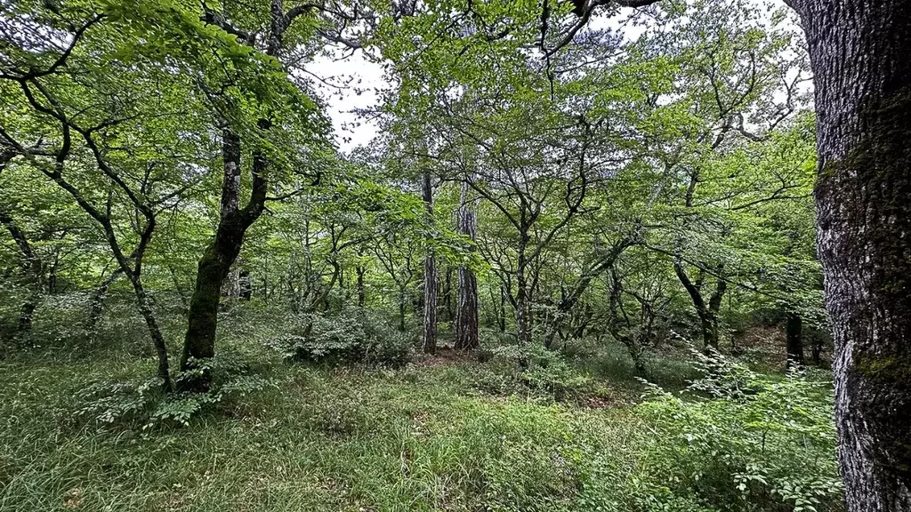 Участок в Крым, Ялта городской округ, Массандра пгт ш. Симферопольское ... - Фото 0