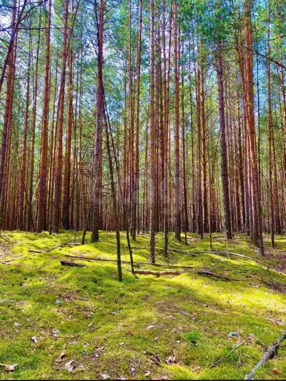 Участок в Тюменская область, Тюменский район, д. Криводанова, Лес. ... - Фото 1