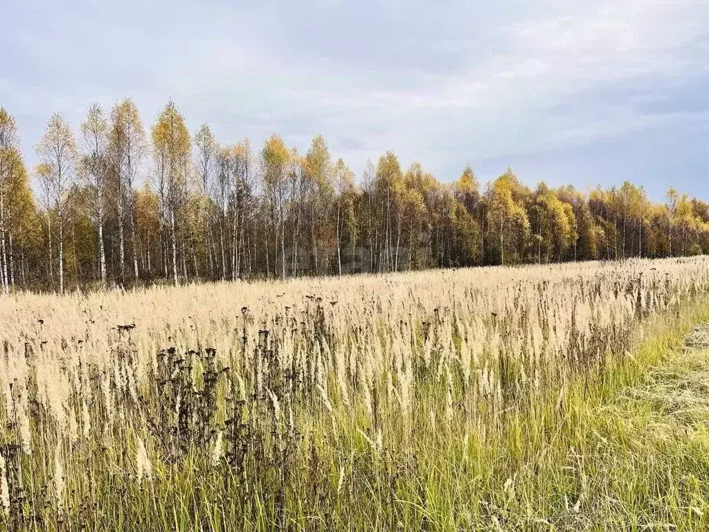 Участок в Костромская область, Кострома Соколиное Гнездо кп, 1 (7.3 ... - Фото 1