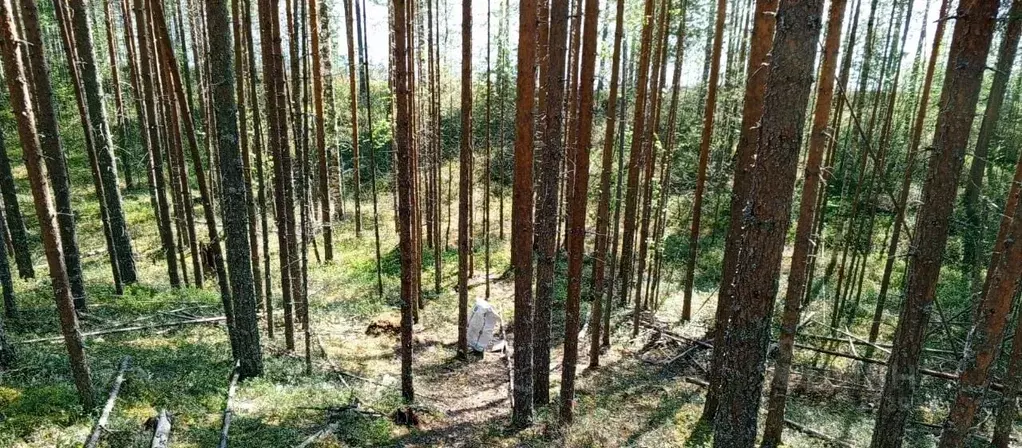 Дом в Карелия, Муезерский пгт ул. Лесная (42 м) - Фото 1