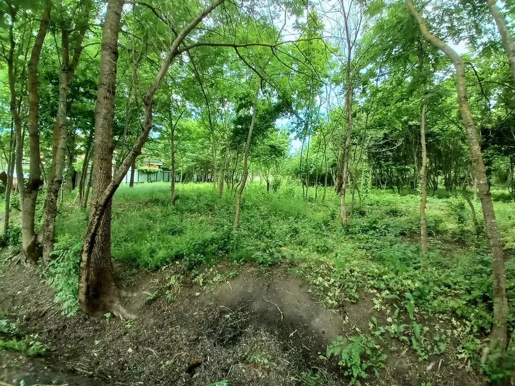 Участок в Краснодарский край, Северский район, Смоленское с/пос, ... - Фото 1