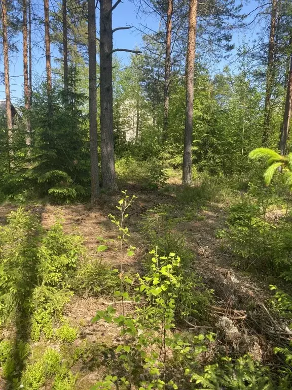 Участок в Ленинградская область, Выборгский район, Рощинское городское ... - Фото 0
