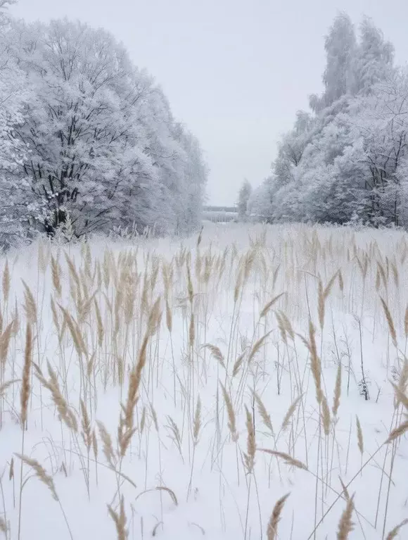 Участок в Тульская область, Тула городской округ, с. Частое  (21.89 ... - Фото 1