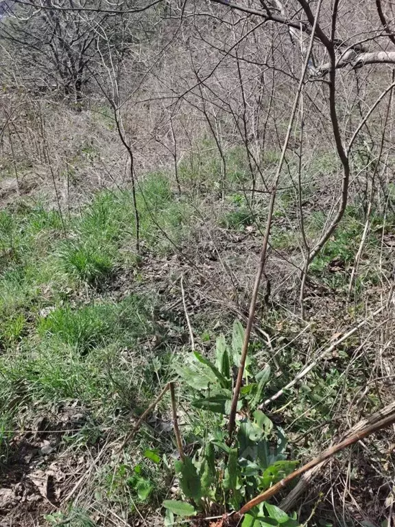 Участок в Крым, Ялта муниципальный округ, Гурзуф пгт ул. Приветная ... - Фото 2