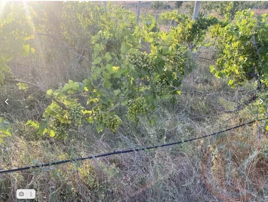 Участок в Крым, Бахчисарайский район, с. Угловое  (448.0 сот.) - Фото 2