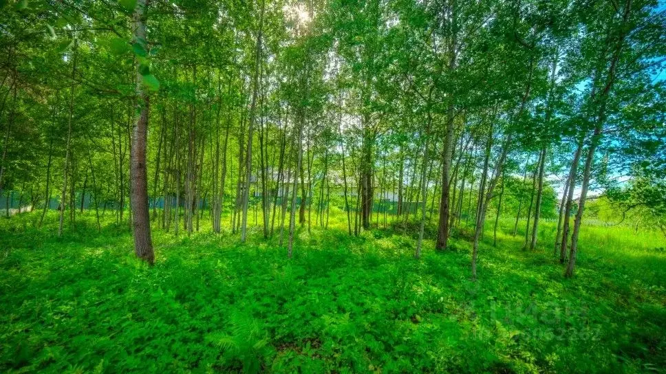 участок в московская область, одинцовский городской округ, д. борки, . - Фото 0