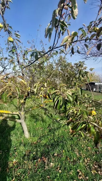 Дом в Краснодарский край, Анапа муниципальный округ, Гостагаевская ... - Фото 2