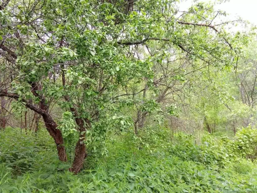 Участок в Нижегородская область, Нижний Новгород Расцвет СНТ, 128 (4.0 ... - Фото 0