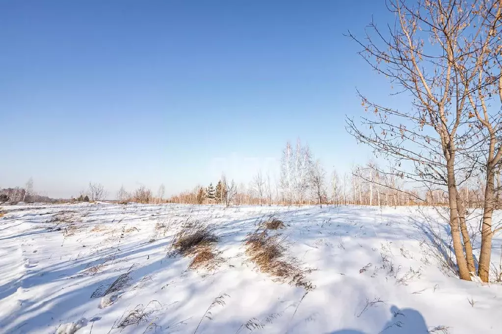 Участок в Новосибирская область, Бердск  (10.0 сот.) - Фото 1