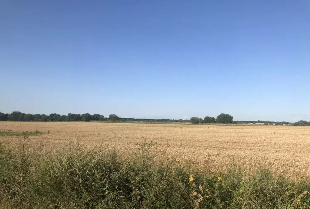 Участок в Калининградская область, Гурьевский муниципальный округ, ... - Фото 1