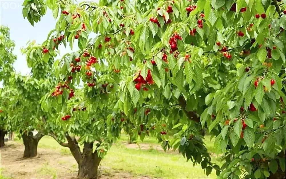 Участок в Краснодарский край, муниципальный округ Анапа, хутор Красный ... - Фото 2