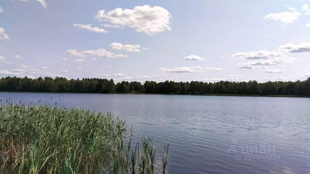 Участок в Ленинградская область, Лужский район, Заклинское с/пос, д. ... - Фото 1