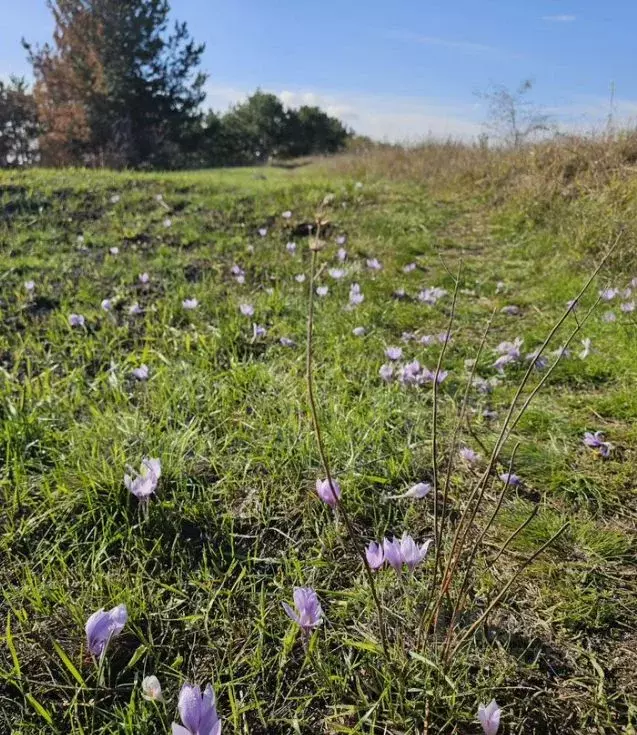 Участок в Крым, Симферополь Пневматика СНТ, 2 (12.0 сот.) - Фото 1